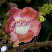 CANNONBALL TREE