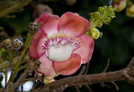 CANNONBALL TREE - rainforests of south america, exotic plants, branches, trees, blossoms, blooms, flowers