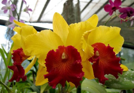 RARE AND BEAUTIFUL - flowers, yellow, tropical, red, gardens, exotic, orchids, asia