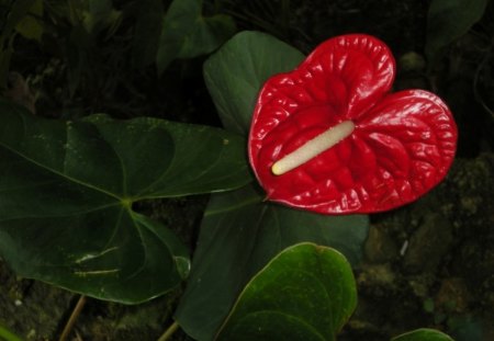 RED ANTHURIUM - red, leaves, blooms, gardens, flora of sri-lanka, flamingo lily