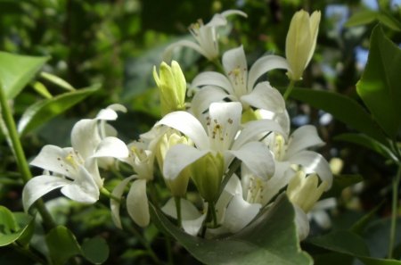 LILY WHITE - white, flora of sri lanka, gardens, forests