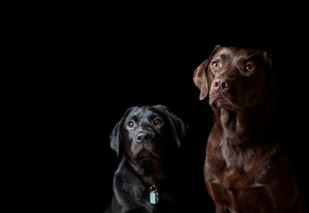 YOU'RE NOT ALONE - labrador, dark, dogs, friends, pets, puppies, frightened, protector