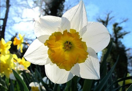 NARCISSUS - jaune, feuille, blanc, fleur