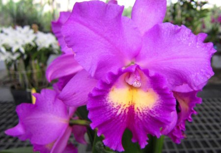 Orchid - colorful, pretty, orchid, beautiful