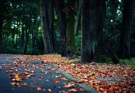 Beautiful Autumn - nature, autumn, trees, forest, beautiful, road