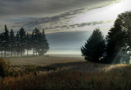 Beautiful View - nature, beautiful, view, forest, tree, sun, sky