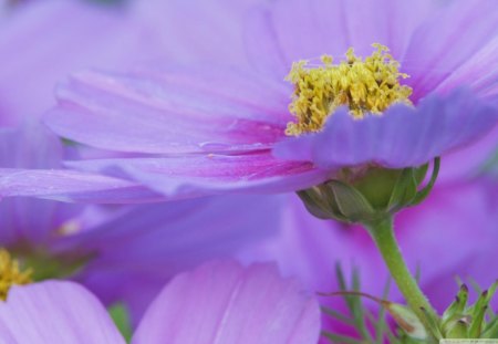 Close up of a purple Cosmos Flower