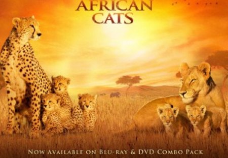 African-Cats - movie, documentary, cats, african