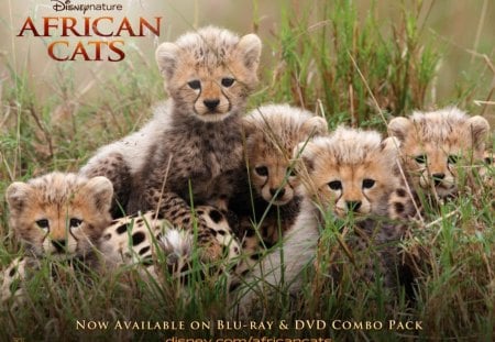 African-Cats - movie, documentary, cats, african