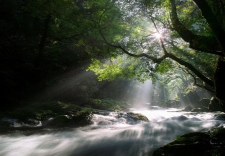 Beautiful View - nature, view, trees, sun, beautiful, green, rivers