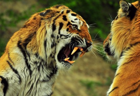 not now!! - mood, big, tigers, cats, wallpaper, animals, wild