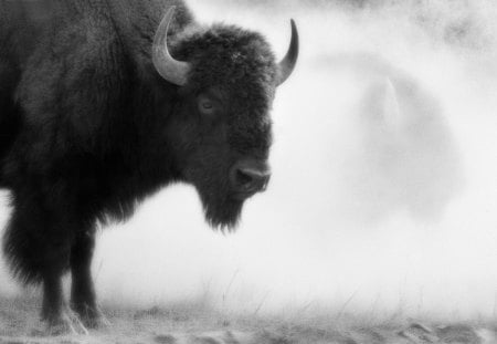 Bisson - buffalo, bisson, nature, wallpaper