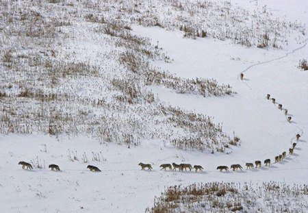 following the pack - following the pack, wolfrunning, snow, dog, mythical, the pack, grey wolf, timber, canis lupus, abstract, spirit, friendship, howling, grey, white, nature, arctic, wallpaper, majestic, wolf, canine, pack, wild animal black, wolf wallpaper, winter, beautiful, wolf pack, howl, wolves, black, lobo, lone wolf, insnow, solitude