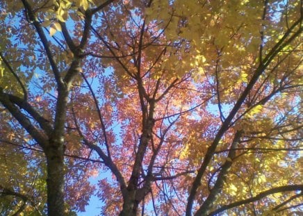 Nature at its best - trees, nature, color, autumn