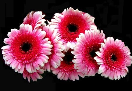 Oh So Nice - black, flowers, white, pink