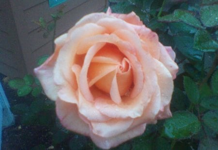 Peach Rose - flowers, nature, colors, art