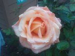 Peach Rose