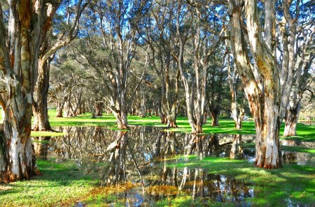 If You Go Into The Woods Today - reflections, trees, water, green