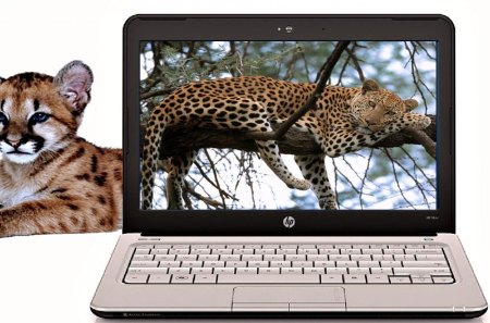 Leopards & Laptop - leopard, adult, laptop, baby