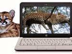 Leopards & Laptop