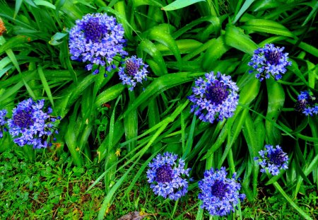 Peruvian Lilies - flowers, blue, inca, spring, bulbs, Peru