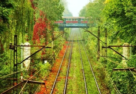 train - field, trees, nature, outdoors