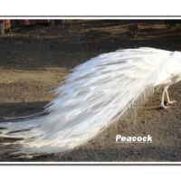 Beautiful white peacock