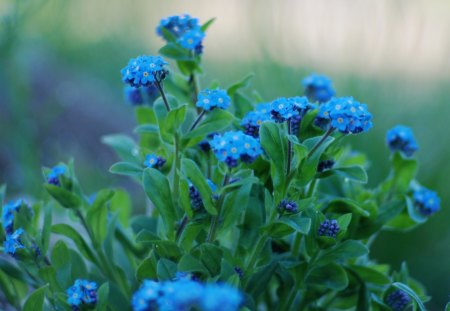 *** Forget me not *** - kwiaty, niezapominajki, niebieskie, natura