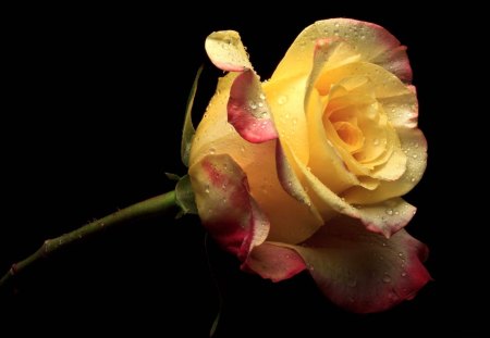 *** Yellow Rose *** - kwiaty, natura, roza, zolta