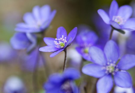 *** Blue Hepatica *** - kwiaty, natura, przylaszczki, niebieskie