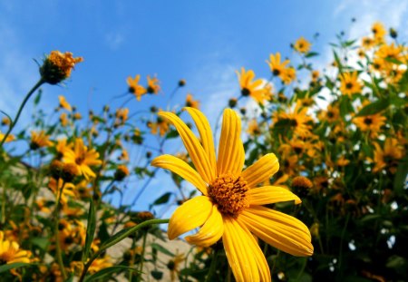 field of sunflowers - flowers, field, sunflowers, sun