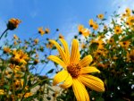 field of sunflowers