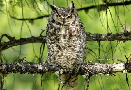 *** Owl on a tree branch *** - sowa, ptaki, szara, zwierzeta