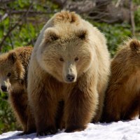 mama bear and her cubs