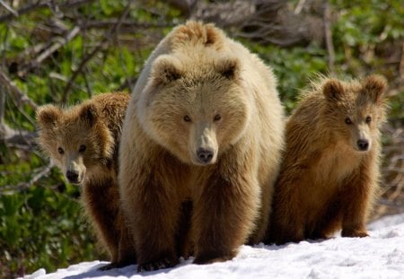 mama bear and her cubs - bears, cubs, forest, animals