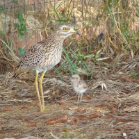 Dikkop with babies