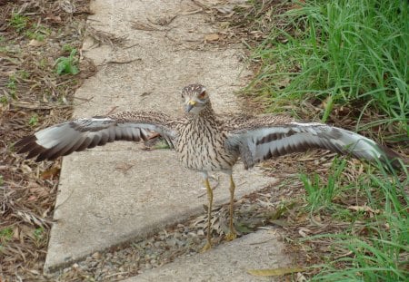 Dikkop Adult - cheaky bird, the challenge, i challenge you to come any closer, stop