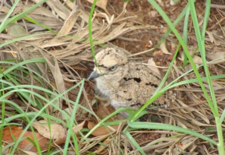 Baby Dikkop - excellent camouflage, ball of fluff, obedient to mommy when told to hide, find me if you can