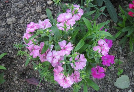 Pink flowers at the garden - flowers, soil, nature, purple, green, photography, brown, pink