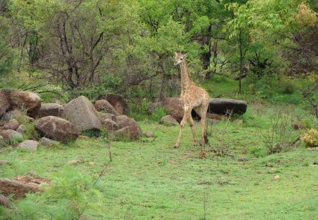 Baby Giraffe - mini me, dont leave me behind, wait for me, i am running as fast as i can