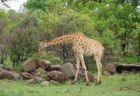 Giraffe eating - everything is green now, my poor back, giraffe, after the rain