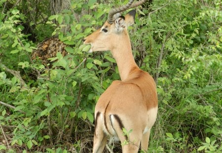 Impala eating - watching you, impala stag, tasty, nice tail markings