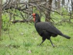 Ground Hornbill