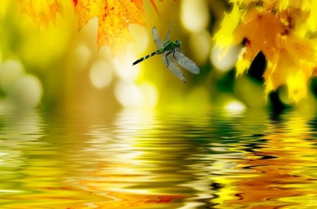 Reflection of autumn leaves - light, reflection, leaves, fresh, golden, nice, falling, beautiful, mirrored, lovely, fall, glow, colorful, nature, rays, autumn, foliage, shine