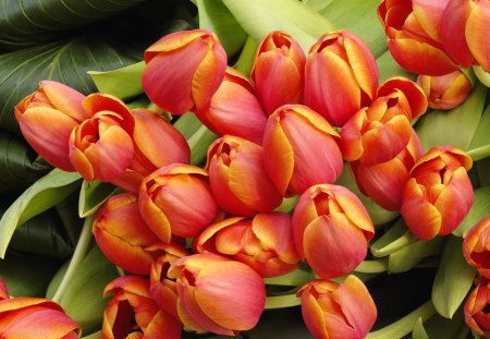 Tulips - nice, gift, tulips, bouquet, lovely, pretty, red, beautiful, leaves, green, flowers, harmony