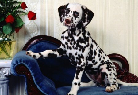 DALMATION PRINCE - sofa, royal, roses, chaise longue, blue, spotted, dogs, puppies