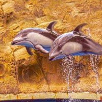 Dolphins