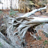 After the storm-June 2007-devils canyon-Isle of Rugia Germany