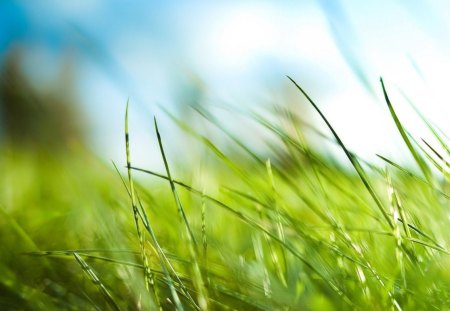 Dream - wallpaper, spring, nature, hd, grass