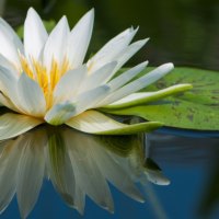 Water Lilly macro